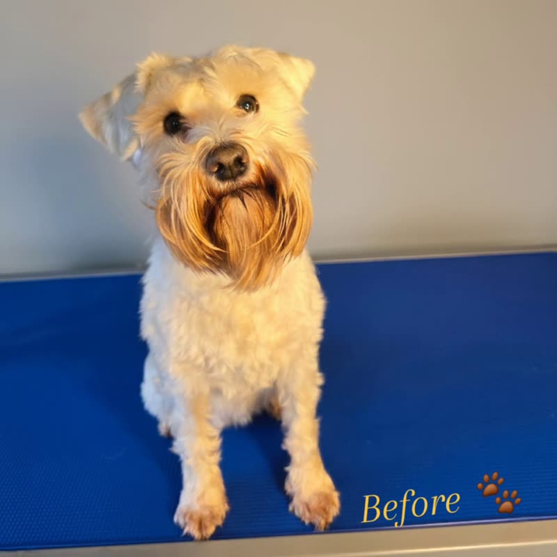 A scruffy white terrier standing on the grooming table before its groom