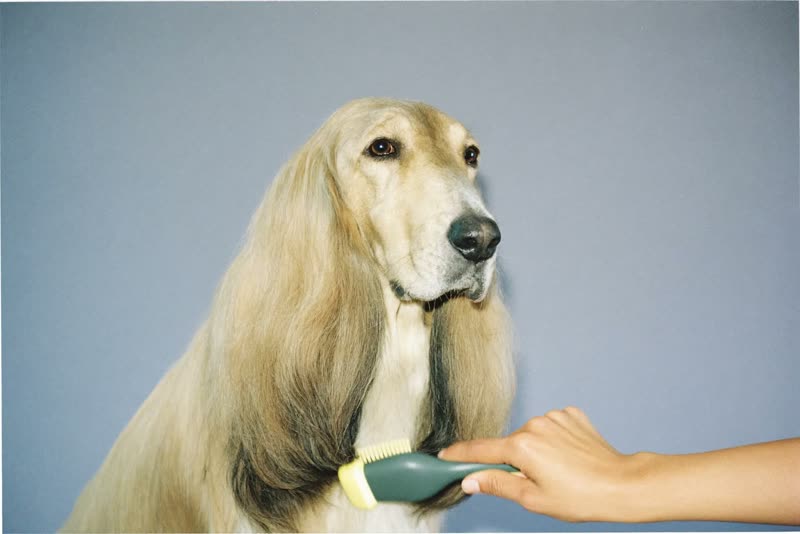 A long-haired dog being brushed out