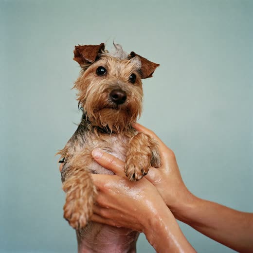 A small dog being bathed and lathered