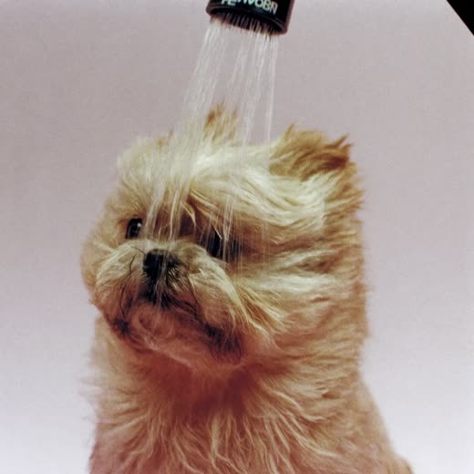 A small dog having its coat blow-dried