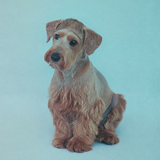 A freshly clipped terrier after a haircut