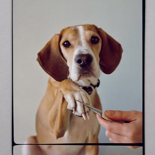 A dog's paw held for a nail trim